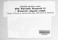 Puccinia tanaceti image